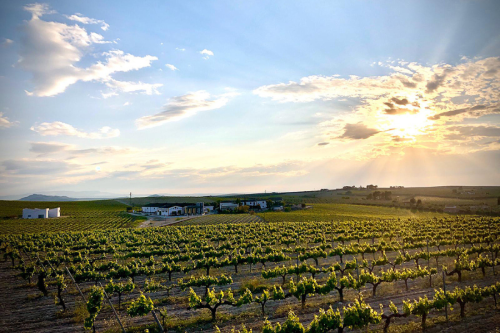 D.O. Montilla-Moriles