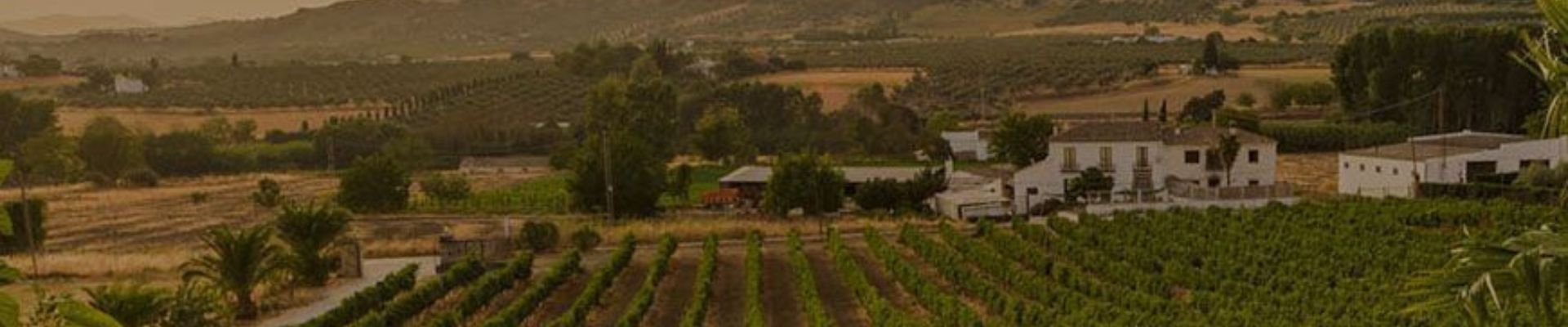 Visita a la bodega (3ª opción)